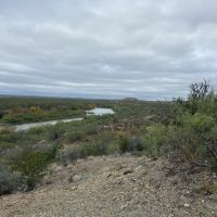 Quail hunting 20 minutes from Laredo
