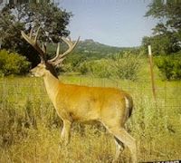 Northern Blanco County Deer & Hog Lease - 1500 acres