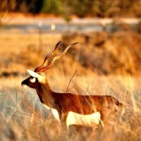 Axis, Fallow, Aoudad & Blackbuck