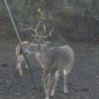 12pt buck1