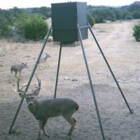 Buckspread1