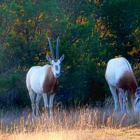 Fallow, Axis, Aoudad &Blackbuck; Hunting In Texas