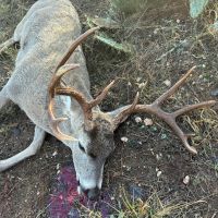 1100 ac. Hill Country rifle season lease