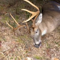 Premium Professionally Managed QDM Lease Available 2026-27 450 Acres Toombs, Georgia Premium Profess