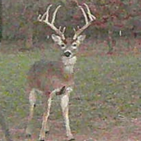 Trophy Managed Whitetail Lease