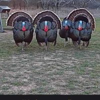 Trophy Whitetail Managed Lease
