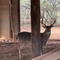 Deer lease Anson TX