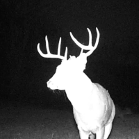Beautiful 354 acre lease with hills, valleys, streams, woods, and small fields and food plot areas