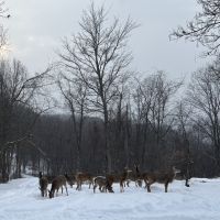 Deer does 1