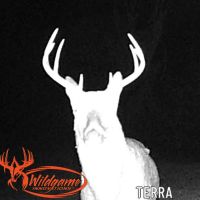 Deer photo night