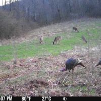 Deer turkey area 1 3.11