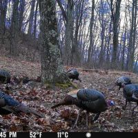 Gobblers area 12 - 2