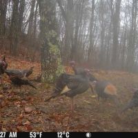 Gobblers area 12 - 6