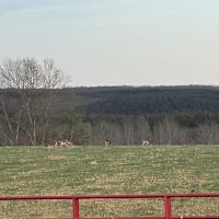 92 acre cattle farm available for 1-3 hunters