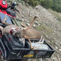 Deer-one