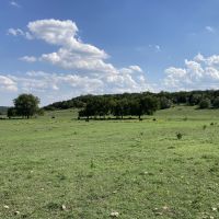 Field