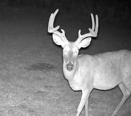 Buck featured image