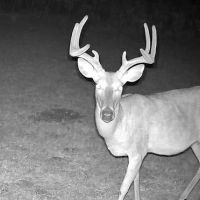 Buck