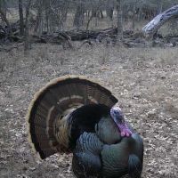 Turkey fanned