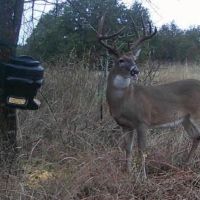 3HO Deer Lease