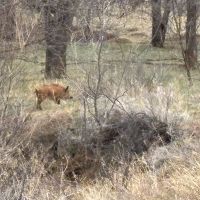 552 Ac, Running Water, Tree/Brush covered creeks