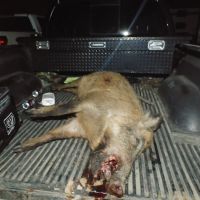 Pig hunts 250 per person per day