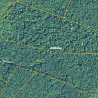 2016-trees-driveway-property-line
