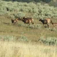 HAGEMAN RANCH SELF GUIDED HUNTING