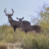 6000 acre Webb county MLD 3 Annual Lease