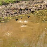 Missouri Waterfowl Hunting Property For Sale images 4