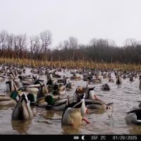 Missouri Waterfowl Hunting Property For Sale images 6