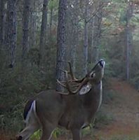 Management-Minded Hunters Wanted for Family-Friendly MLD III Deer Lease
