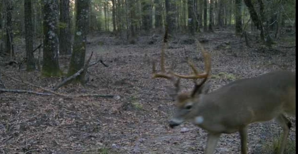 Buck bottom featured image