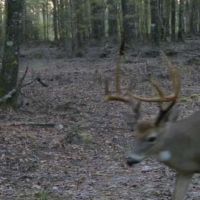 Family-Friendly MLD III Deer Lease for Management-Minded Hunters