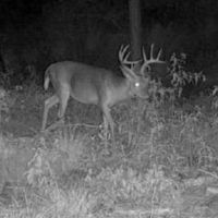 Votaw buck101