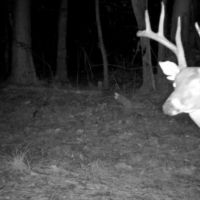 Votaw buck102