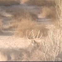 5300 ac MLD low fence near Hebbronville
