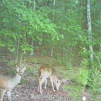103 Acres, 30 minutes north of Durham, within 1 hour of Raleigh
