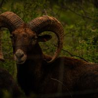 Texas Blue Rooster Hunting Ranch