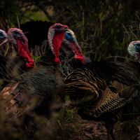 Turk group
