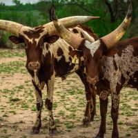 Watusi p
