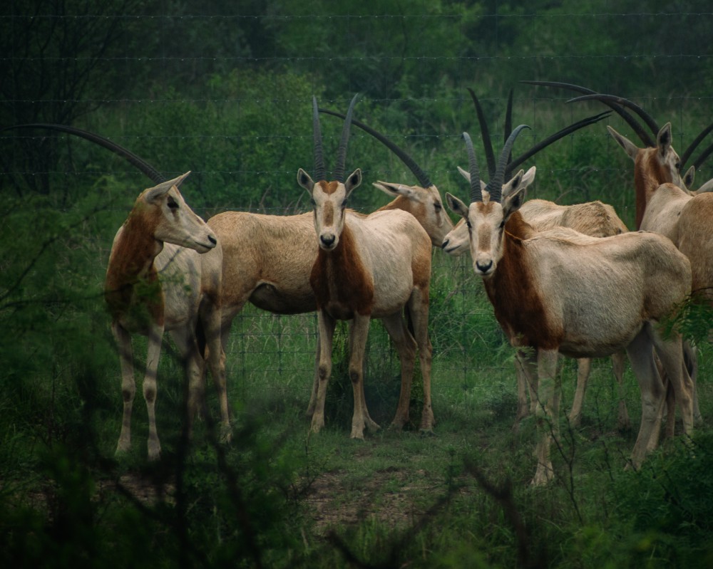 Oryx hurd prime featured image