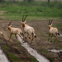 Oryx splash run