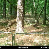 511 Acre East Texas Deer Lease — MLD3 Rifle Season — Only Allowing 5 Members