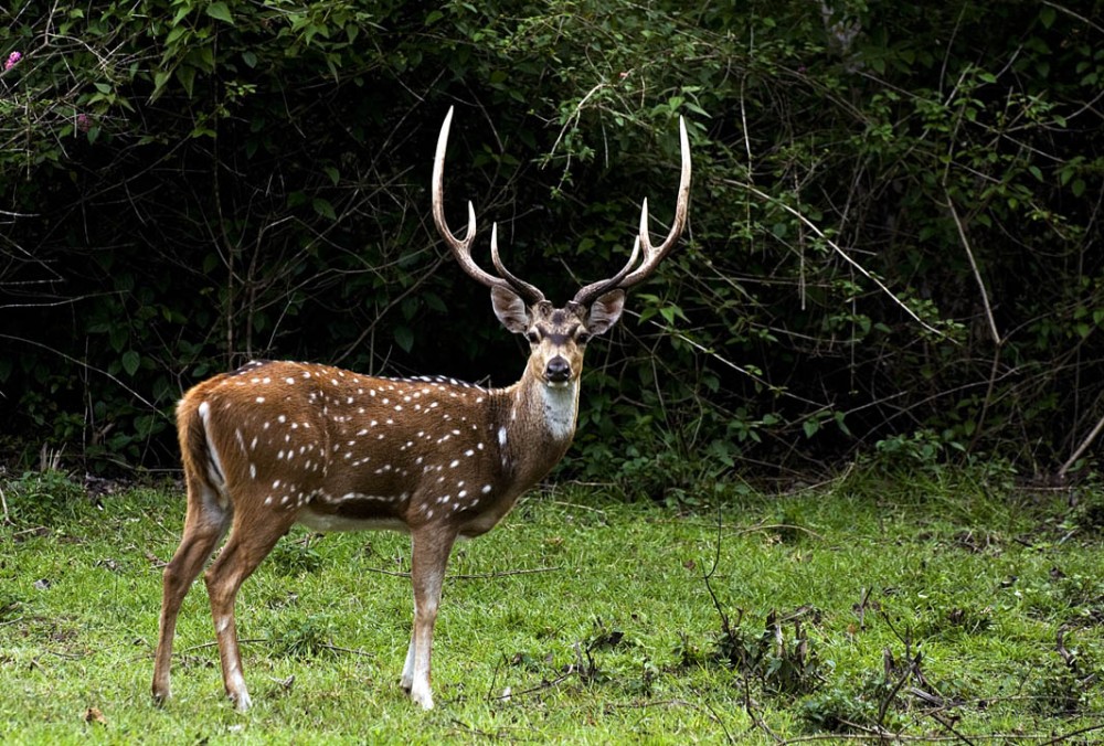 Axis-deer-21 featured image