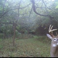 Beautiful Southeastern Michigan Hunting Lease 120+acres