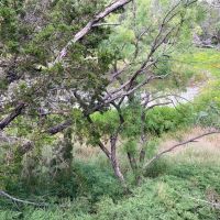 Creek-cedars