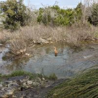 Creek-dog