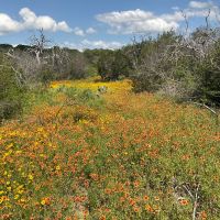 Wildflowers