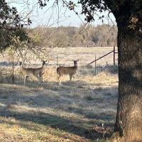 30 acres heavily wooded with open fields